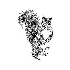 Squirrel black and white sketch with transparent background