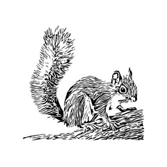 Squirrel black and white sketch with transparent background