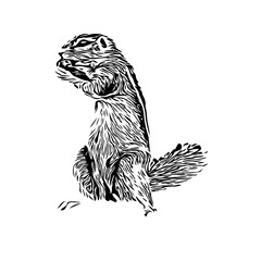 Squirrel black and white sketch with transparent background