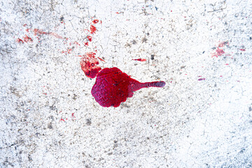many drops of blood (It's real blood) Splattered on the cement floor, dripping red blood. Healthy and blood on the floor for Halloween
