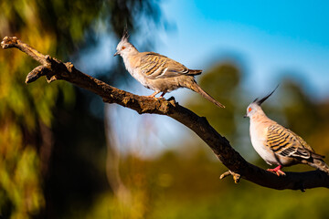 Crested Pigeon