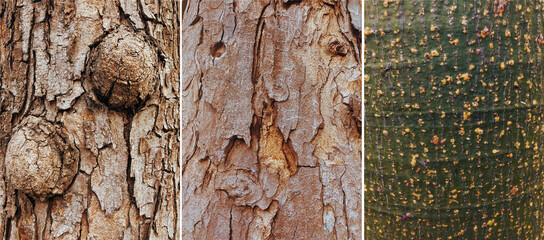Set of naturalу  wooden textures.