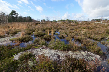 Fototapeta na wymiar The Laris qui parle heathland in Fontainebleau forest