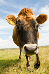 a cow coming towards you, wide angle, beautiful eyes.