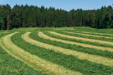 Mowed meadow