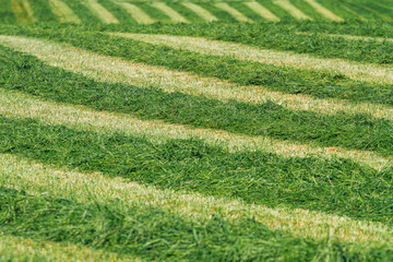 Cut grass