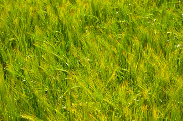 Close up of a field of ripening barley