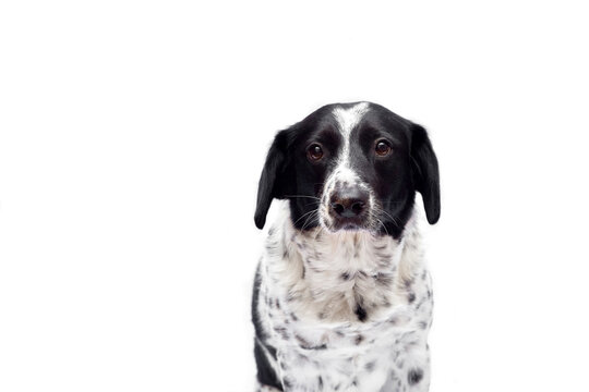 Beautiful portrait of a black and white spotted dog on an isolated white background. The animal is looking at the camera. Sad look. The concept of goods for animals, for a banner, free space for text.