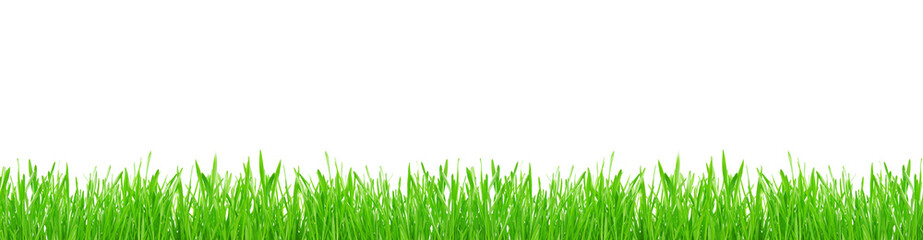Fototapeta na wymiar Green grass isolated on white background