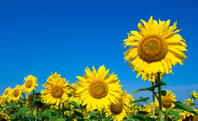 Sunflower field with cloudy blue sky
