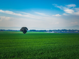 Agricultural fields in the north of Israel.  © samsusam