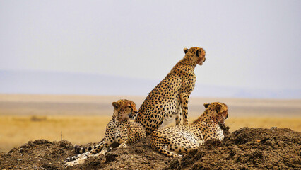 Junge Geparden spähen nach einer Beute © turtles2
