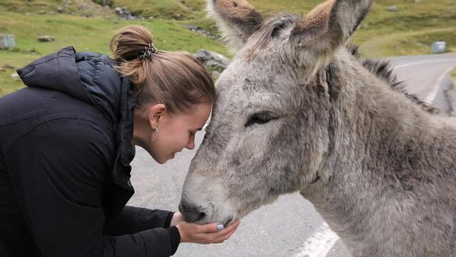 a beautiful girl in a black jacket is stroking a donkey's head against the background of mountains. a donkey in the mountains. a woman talks to a donkey and touches its face. close-up