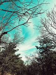 mavi beyaz bulutlu gökyüzü ağaç manzarası