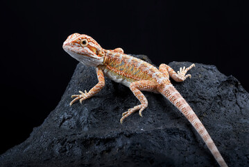 Bearded dragon on the rock with black background