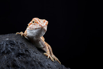 Bearded dragon on the rock with black background