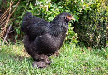Brahma hen in nature. Organic brahma hen. Brahma rooster on the loose. Free range laying hen....