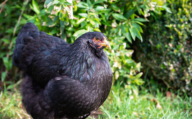 Brahma hen in nature. Organic brahma hen. Brahma rooster on the loose. Free range laying hen. Collectible hen.Pets in the wild.