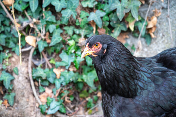 Brahma hen in nature. Organic brahma hen. Brahma rooster on the loose. Free range laying hen. Collectible hen.Pets in the wild.