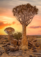Quiver trees or aloe dichotoma in quiver forest at sunset, Kitmanshoop, Namibia. Africa