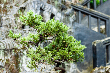 Bonsai tree in front of textured wall