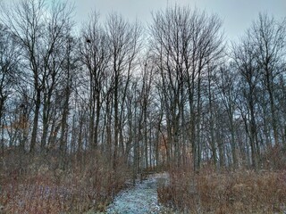 Quiet January Morning Snowy Forest Footpath