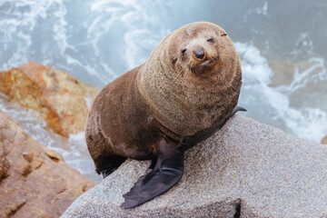 Australian Fur Seal in Narooma Australia