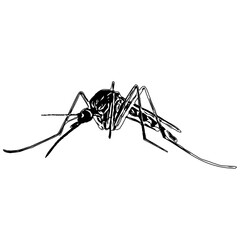 black and white sketch of a mosquito with a transparent background