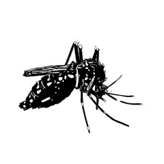 black and white sketch of a mosquito with a transparent background