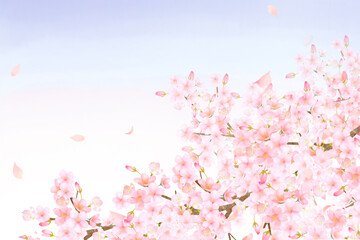 Obraz na płótnie Canvas 美しく華やかな桜の花と花びら舞い散る春の空色フレーム背景 素材イラスト 