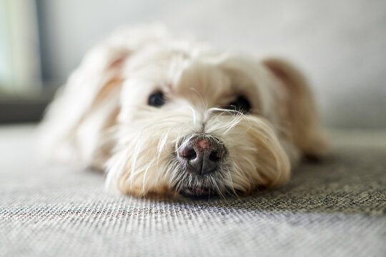 Close up photo of funny white dog lying on the couch