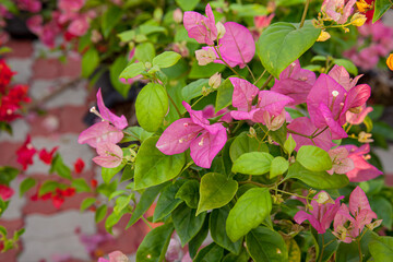 Pink, purple bougainvillea flowers and bougainvillea plant tree in sunny day