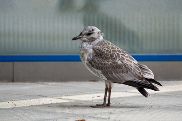seagull on the beach