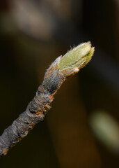 A close-up view of a leaf being born from a tree bud