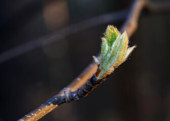 A close-up view of a leaf being born from a tree bud