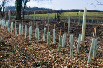 New trees planted along the roadside in Oxfordshire as part of a hedgerow regeneration scheme