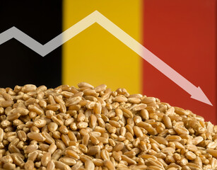 Reduction of wheat grain production in Belgium. Food crisis, food default. The decline in wheat...