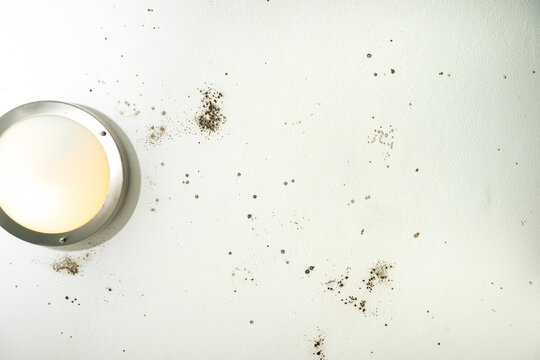 Appearance Of Mold On The Ceiling Of The House