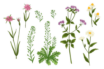 Naklejka na ściany i meble Wild flowers and meadow grasses. Summer field flowers. Botanical illustration. Shepherd's purse, Corncockle, Chamomile, Oríganum