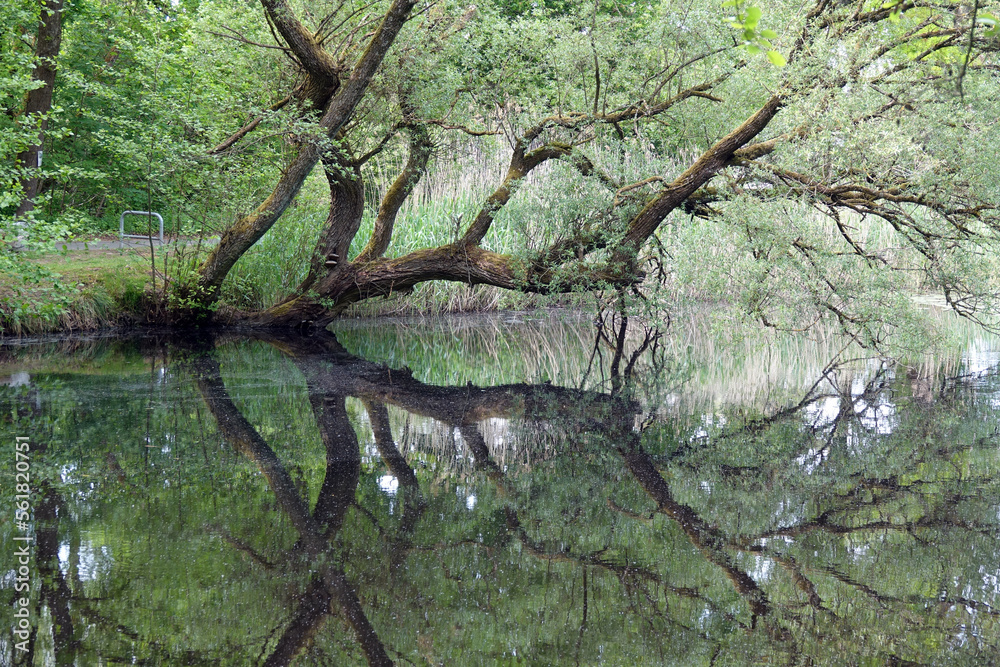 Poster seerosenweiher bei muehlheim am main