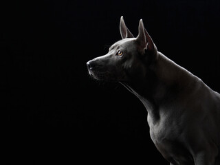 Fototapeta na wymiar nice dog on a black background. portrait. Gray Thai ridgeback in studio
