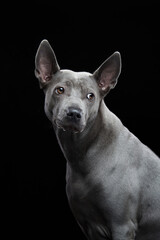 nice dog on a black background. portrait. Gray Thai ridgeback in studio