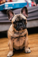 French bulldog puppy look sadly to the camera.