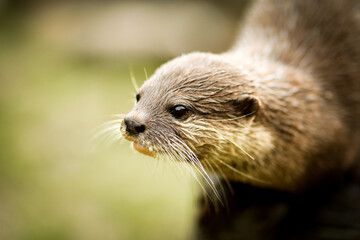 Otter