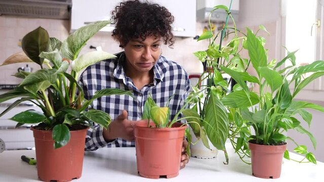 Video about black woman checking sick home gardening plant