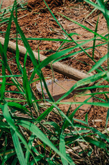 Close up of old hoe among weeds