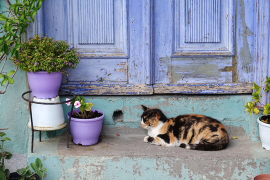 Katze an einem Haus in Koskinou, Rhodos