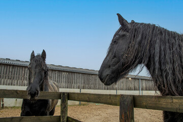 Two Friesian horses   looking  over  arena  fence  with  copy  space 