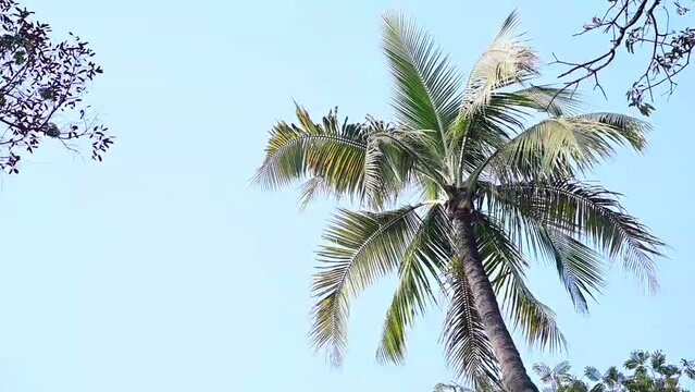 palm trees against blue sky. Palm tree in the sunshine and wind. Exotic Cilmate with Palm trees. India Relax Tourism Vacation. Idyllic with palm tree