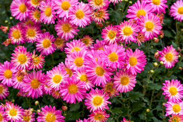 Fototapeta premium Blooming chrysanthemums planted in the garden